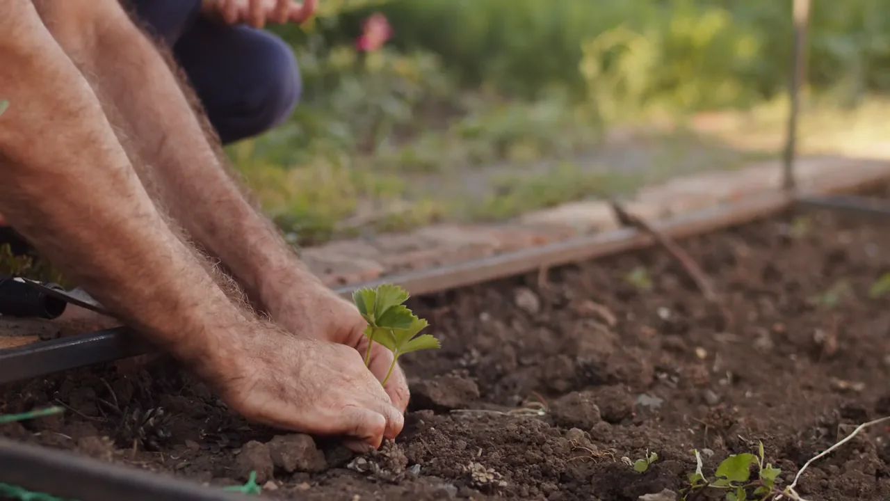 Hands settling a young plant into a bed of soil